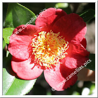 Camellia Japonica 'Kumagai'