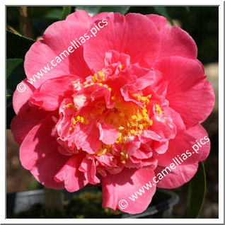 Camellia Japonica 'Kumasaka'