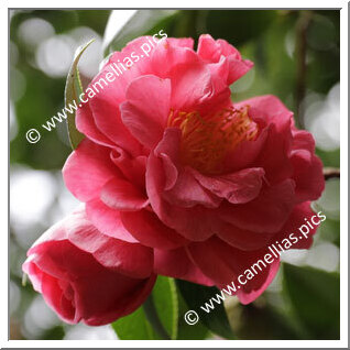 Camellia Japonica 'Kumasaka'