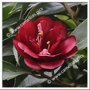 Camellia Japonica 'Kuro-tsubaki'