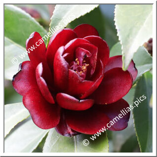 Camellia Japonica 'Kuro-tsubaki'