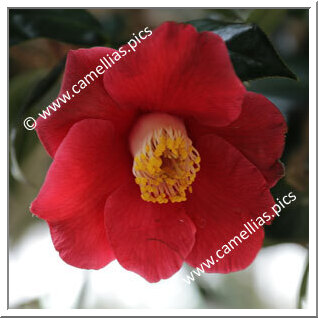 Camellia Japonica 'Kuroshio'