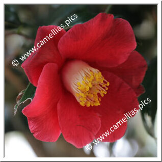 Camellia Japonica 'Kuroshio'