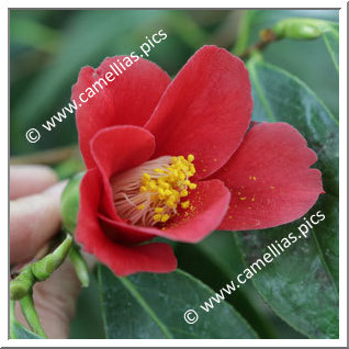 Camellia Japonica 'Kuroyuri'