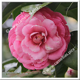 Camellia Japonica 'Kurume-benikirin'