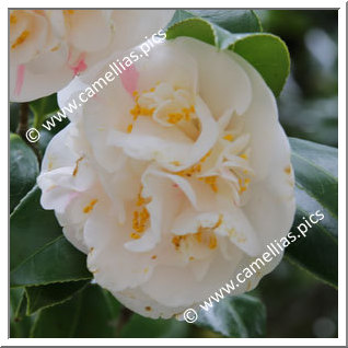 Camellia Japonica 'Kurume-genji'