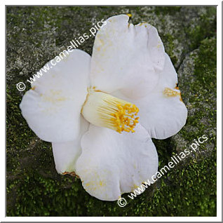 Camellia Japonica 'Kurume-goshiki-tsubaki'