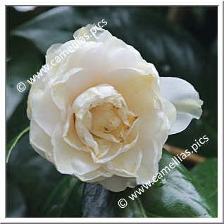 Camellia Japonica 'Kurume-kikôshi'