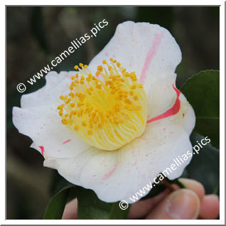 Camellia Japonica 'Kurume-kingyo'