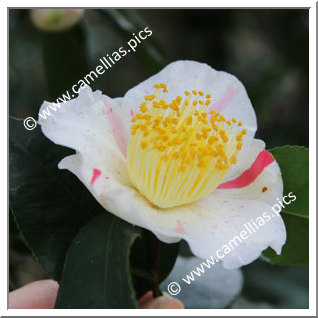 Camellia Japonica 'Kurume-kingyo'