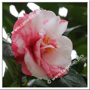 Camellia Japonica 'Kurume-mikenjaku'