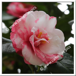 Camellia Japonica 'Kurume-mikenjaku'