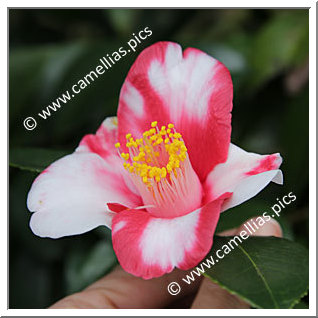 Camellia Japonica 'Kurume-shokkô'