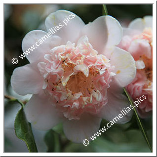 Camellia Japonica 'Kewpie Doll'