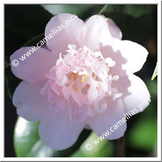 Camellia Japonica 'Kewpie Doll'