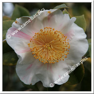 Camellia Camellia Japonica de Higo 'Higo-kyô-nishiki'
