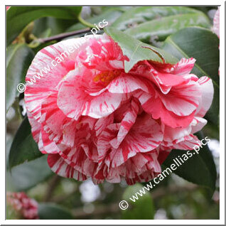 Camellia Japonica 'Kyôbotan'