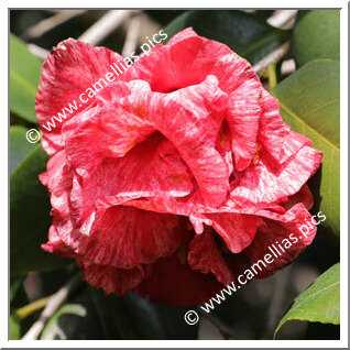 Camellia Japonica 'Kyôbotan'