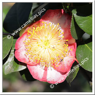 Camellia Higo Camellias 'Kyokkô-kan'