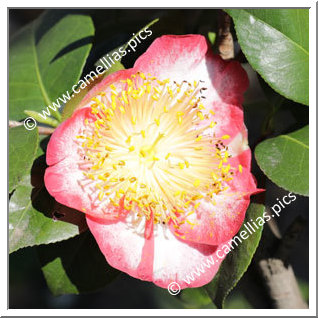 Camellia Higo Camellias 'Kyokkô-kan'