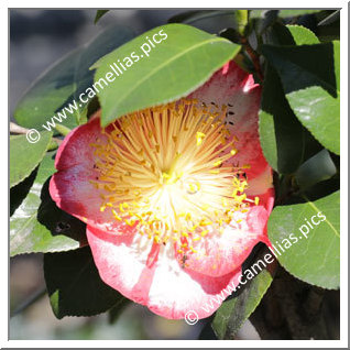 Camellia Camellia Japonica de Higo 'Kyokkô-kan'