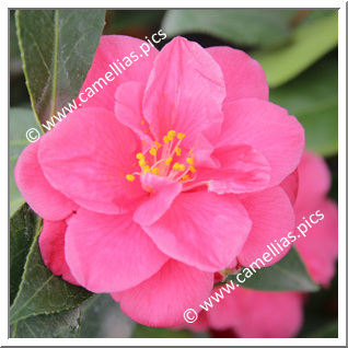 Camellia Japonica 'La Baule '