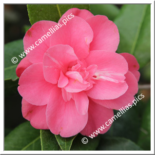 Camellia Japonica 'La Baule '