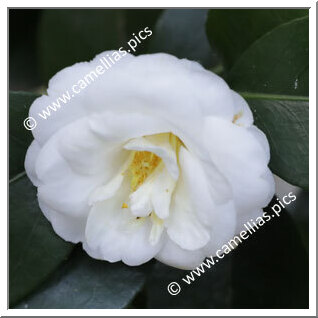 Camellia Japonica 'La Bella Vergine'