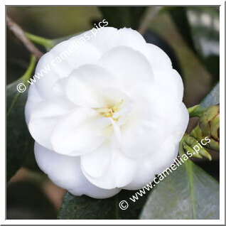 Camellia Japonica 'La Bella Vergine'