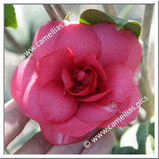 Camellia Japonica 'La Chabotterie'