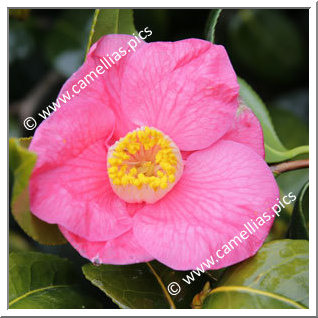 Camellia Japonica 'La Charmelière '