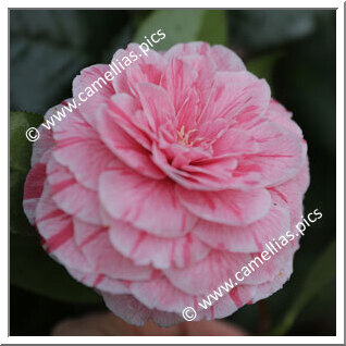 Camellia Japonica 'La Pace'