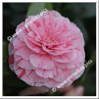 Camellia Japonica 'La Pace'