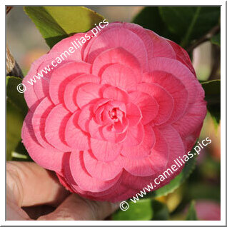 Camellia Japonica 'La Pace Rubra'