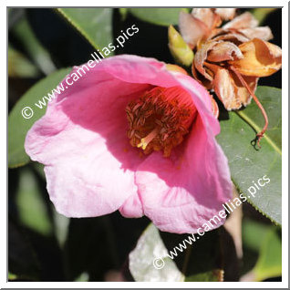 Camellia Hybrid C.reticulata  'La Petite'
