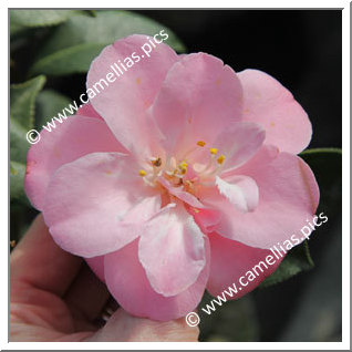 Camellia Japonica 'La Psallette'