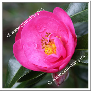 Camellia Japonica 'La Puce'