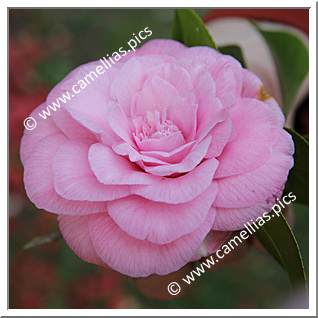 Camellia Japonica 'La Sonnambula'