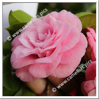 Camellia Japonica 'La Sonnambula'