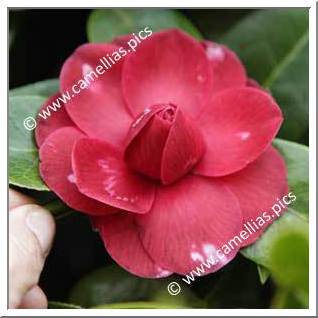Camellia Hybrid C.reticulata  'Black Lace Variegated'