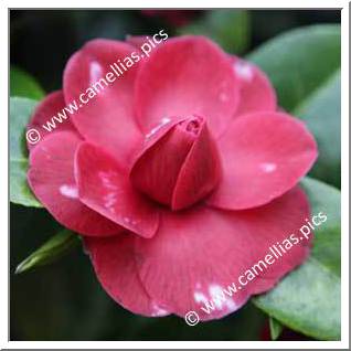 Camellia Hybride C.reticulata 'Black Lace Variegated'
