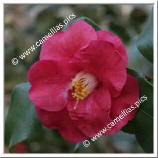 'Lady de Saumarez'