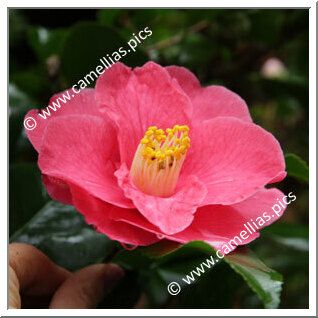 Camellia Japonica 'Lady de Saumarez'