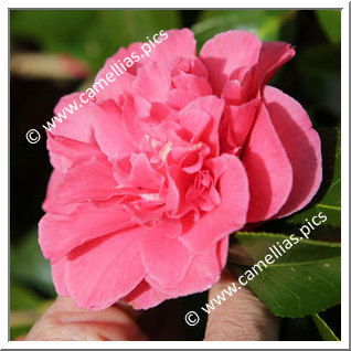 Camellia Japonica 'Lady Erma'