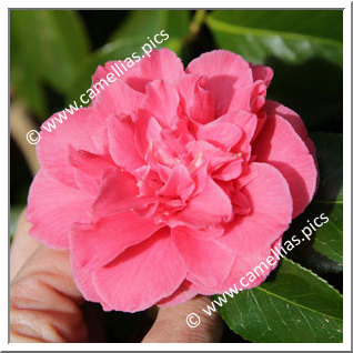 Camellia Japonica 'Lady Erma'