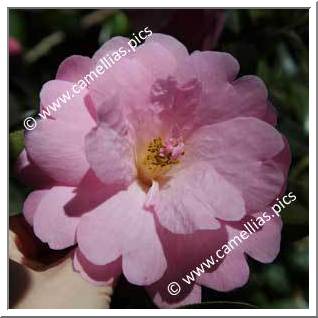 Camellia Hybrid C.x williamsii 'Lady Gowrie'