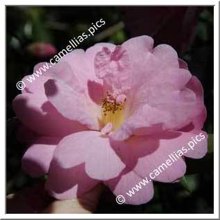 Camellia Hybrid C.x williamsii 'Lady Gowrie'