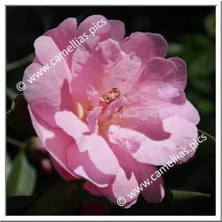 Camellia Hybrid C.x williamsii 'Lady Gowrie'