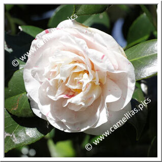 Camellia Japonica 'Lady Henrietta'