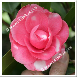 'Lady Hope'
